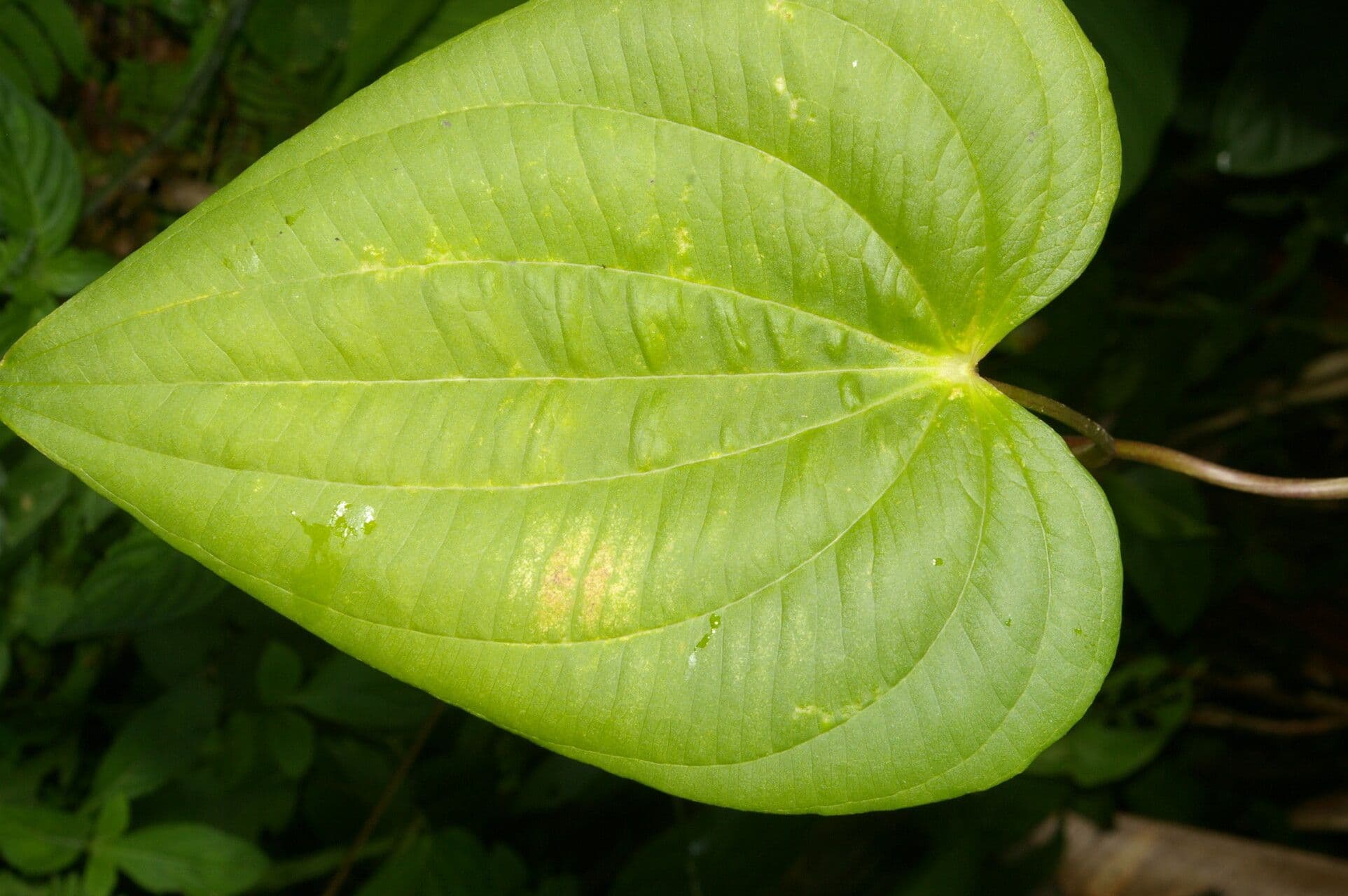 Dioscorea di Standley 6