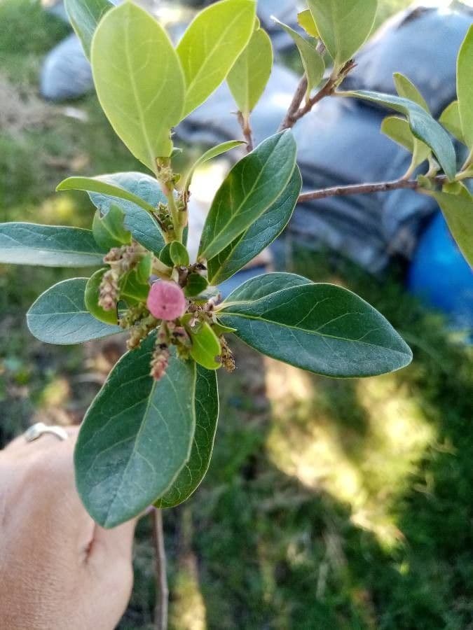 Azara 5