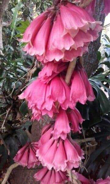 Tecomanthe 2