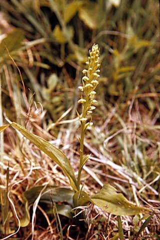 Platantera flava 7