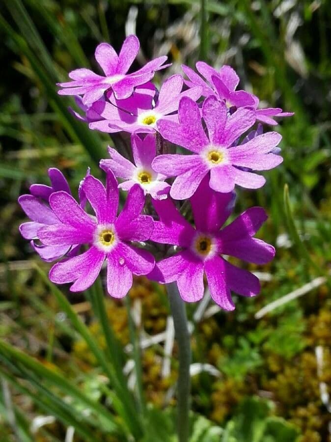 Primula farinosa 6