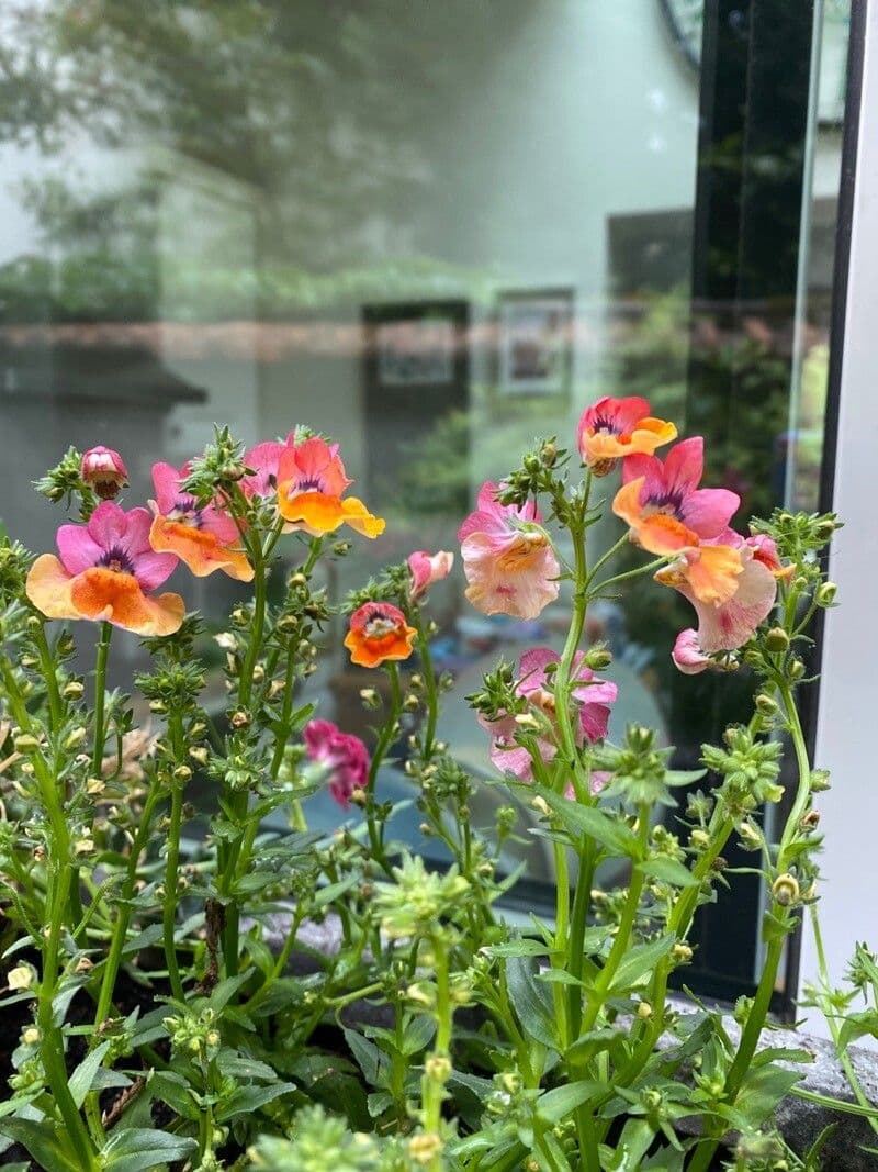 Nemesia 6