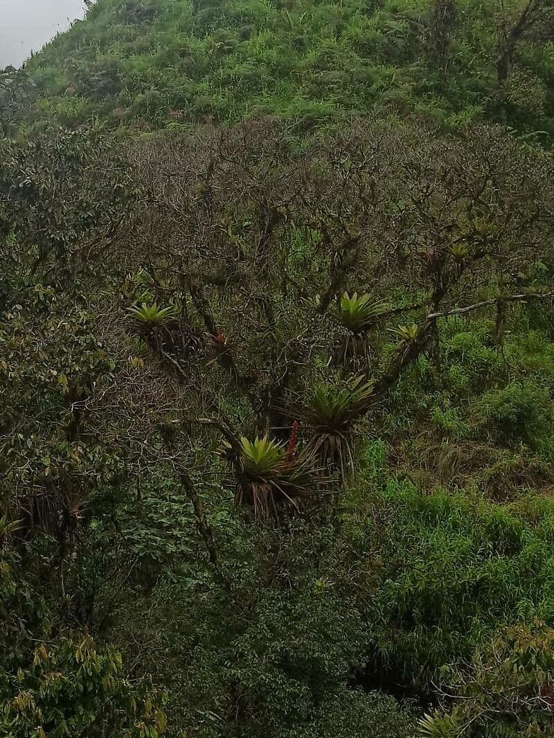 Tillandsia complanata 4