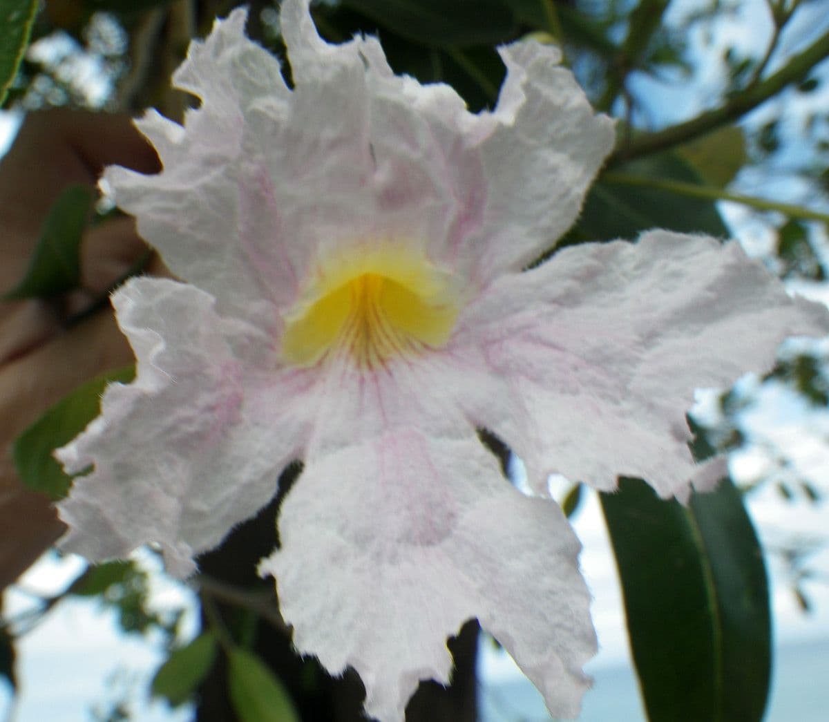 Tabebuia bledá 6