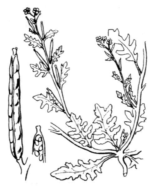 Erucastrum supinum 16