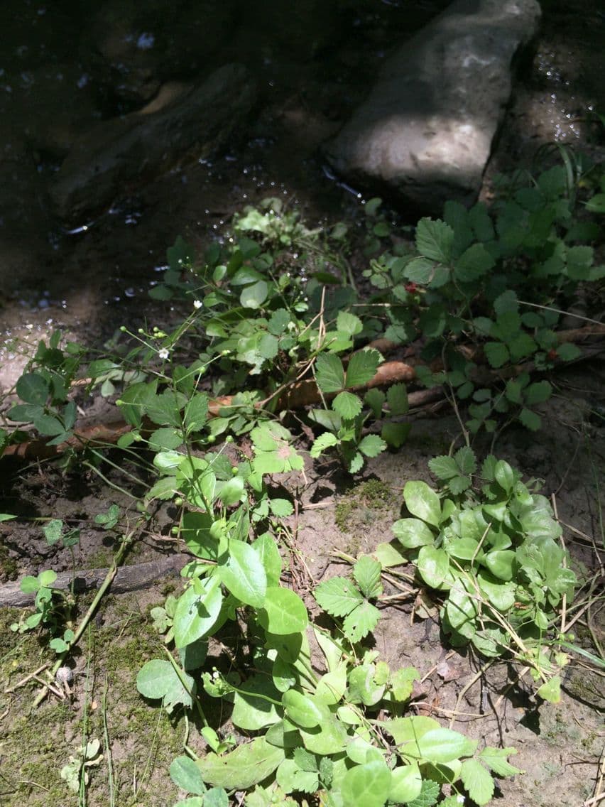 Samolo ebracteatus 7