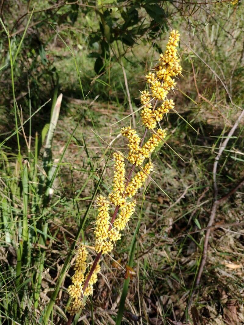 Lomandra 10