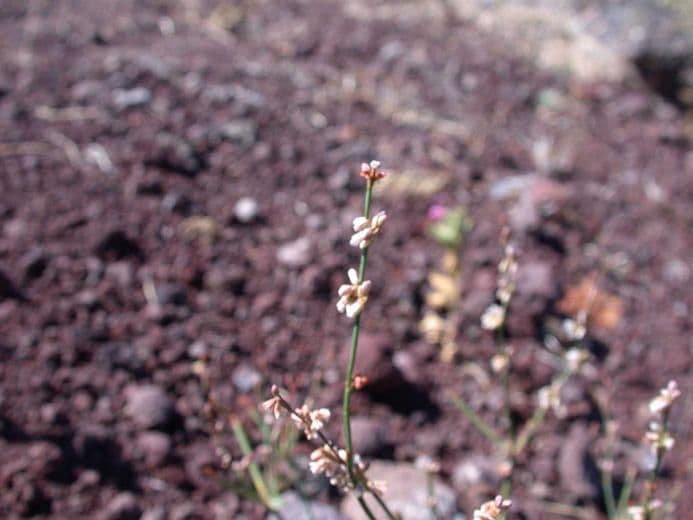 Ruten-Buckwheat 10