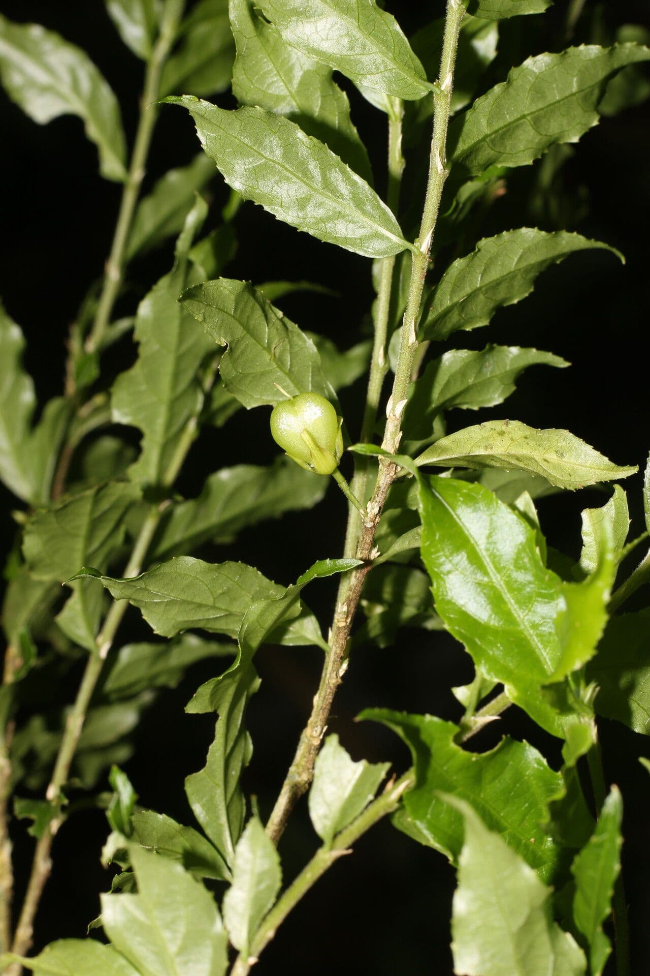 Hybanthus 8