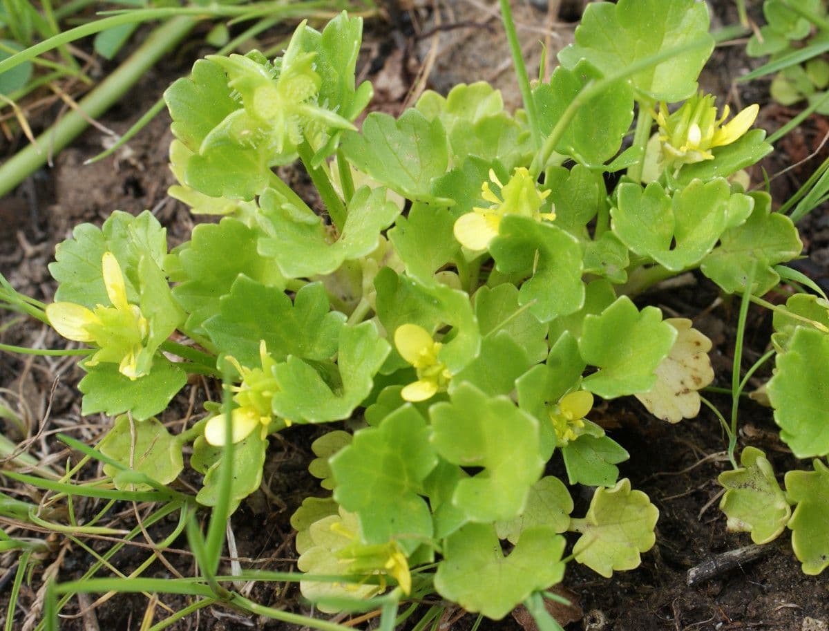 Ranunculus parviflorus 11