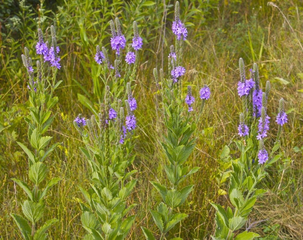 Verbena estricta 7