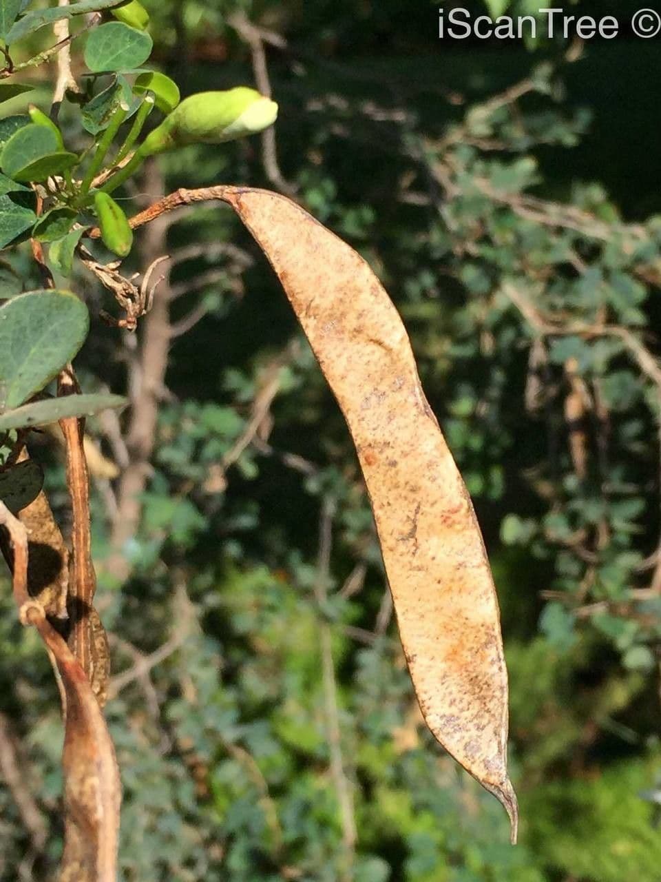 Bauhinia 5