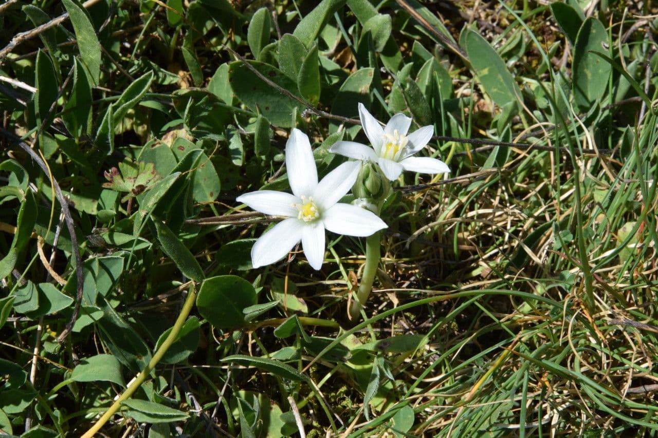 Ornithogalum 14