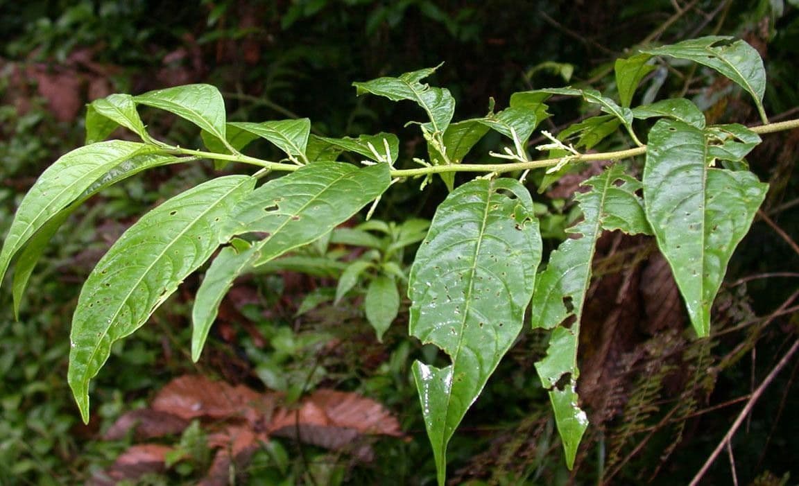 Cestrum 11