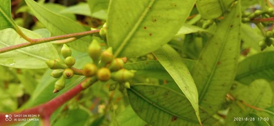 Eucalyptus