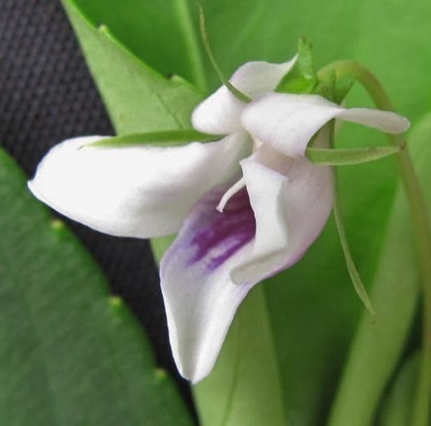 Viola stipularis 3