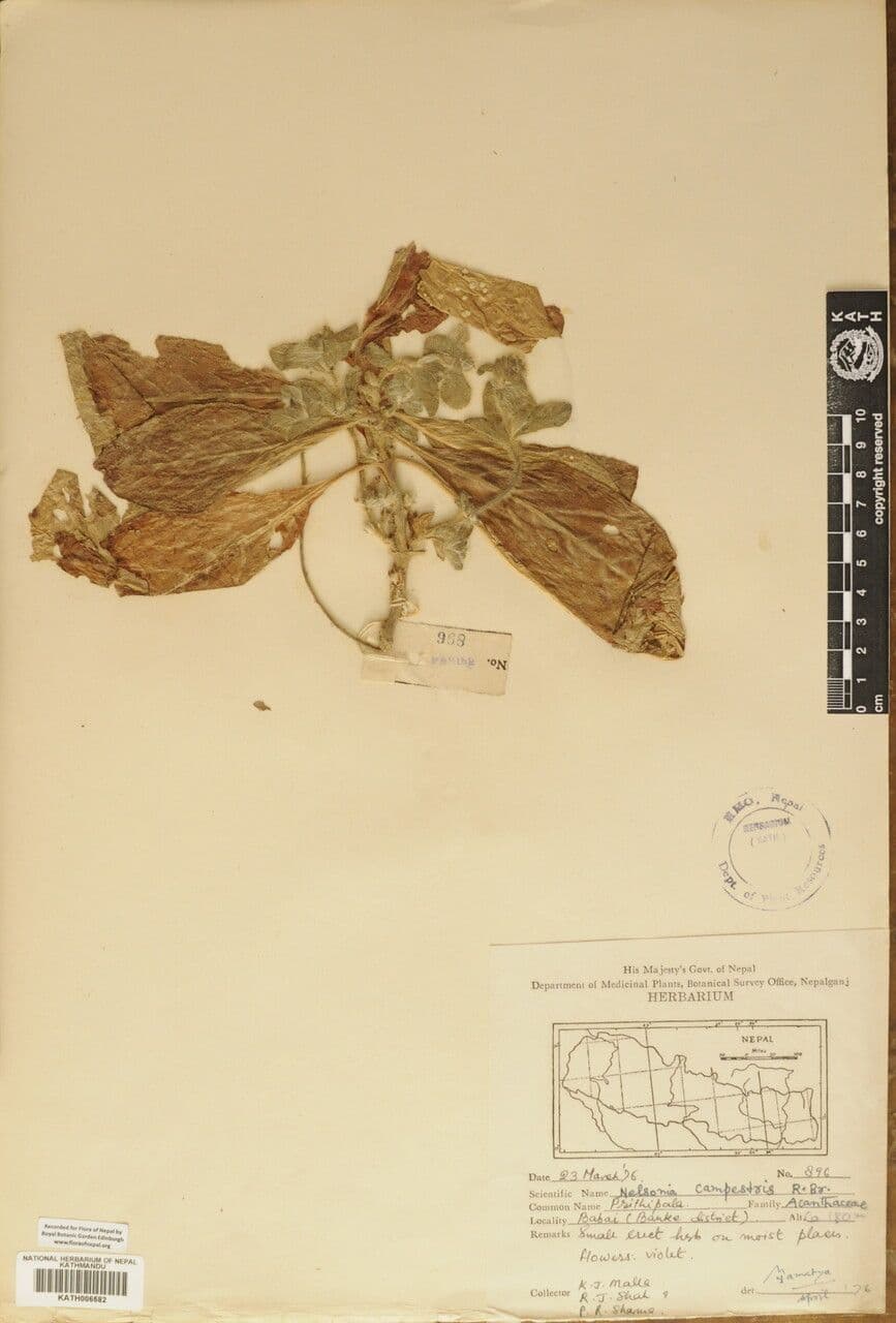 Nelsonia canescens 20