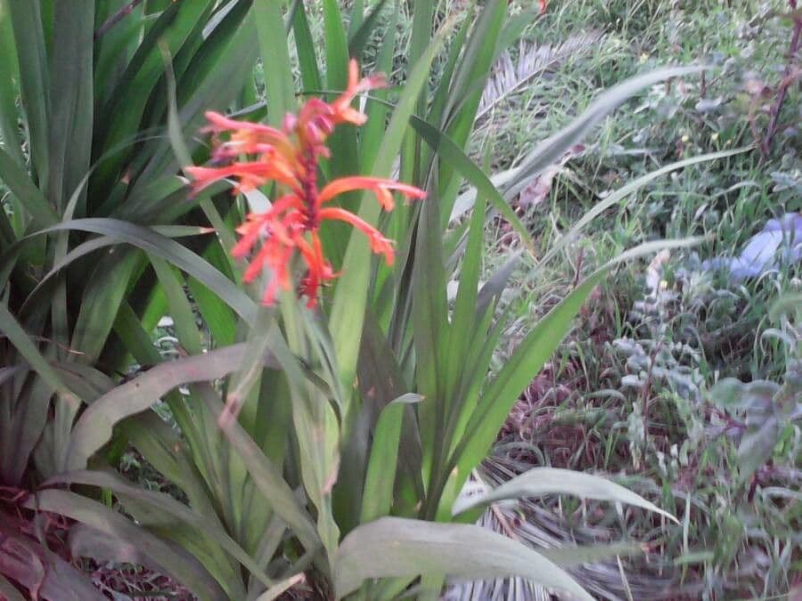 Chasmanthe aethiopica 20
