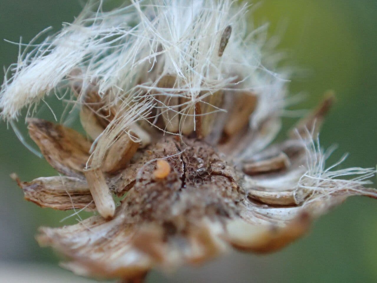 Senecione erratico