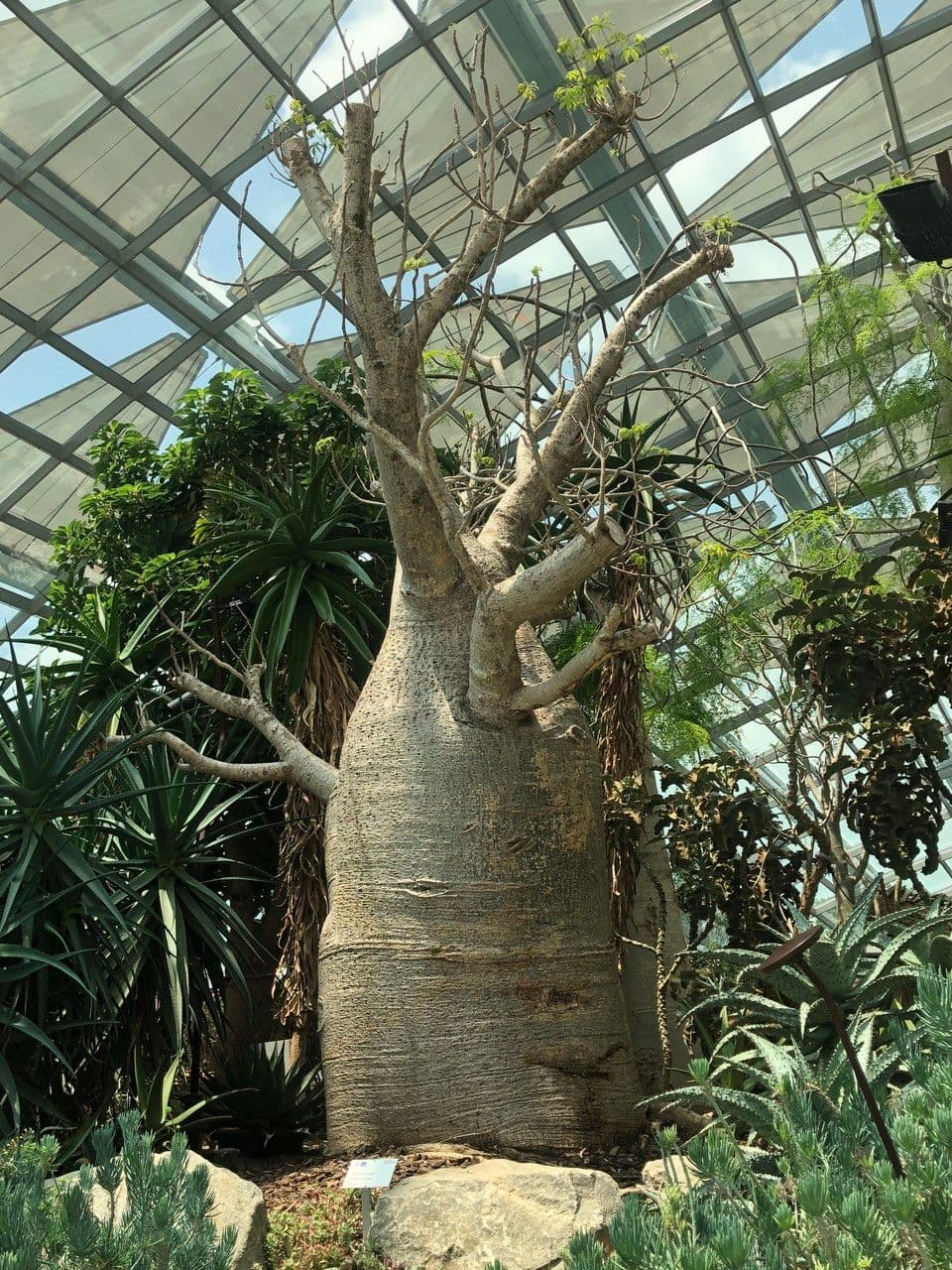 Baobab australský