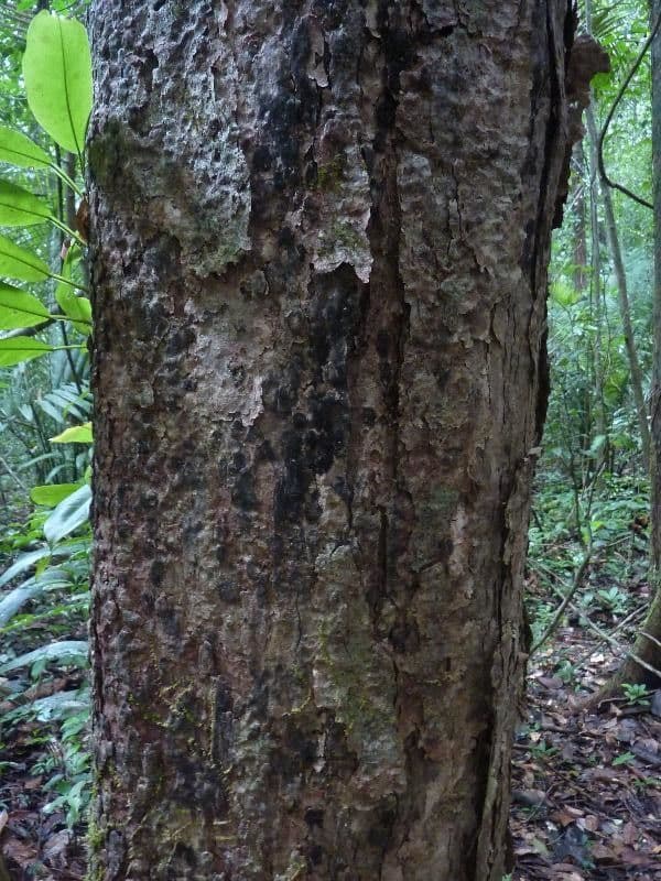Vochysia 8