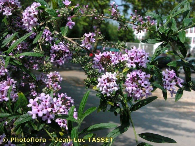 Buddleja 20