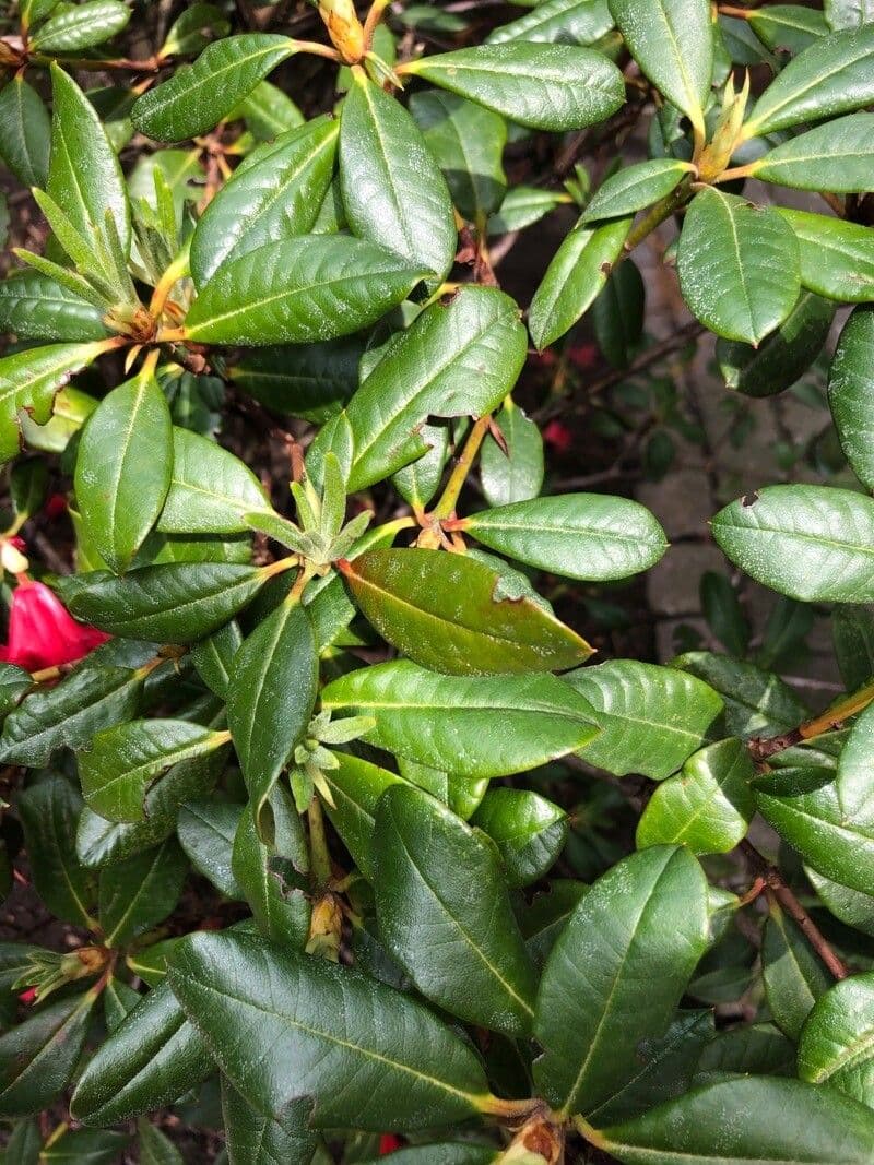 Rododendro 12