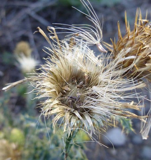 Cardo ondulato 2