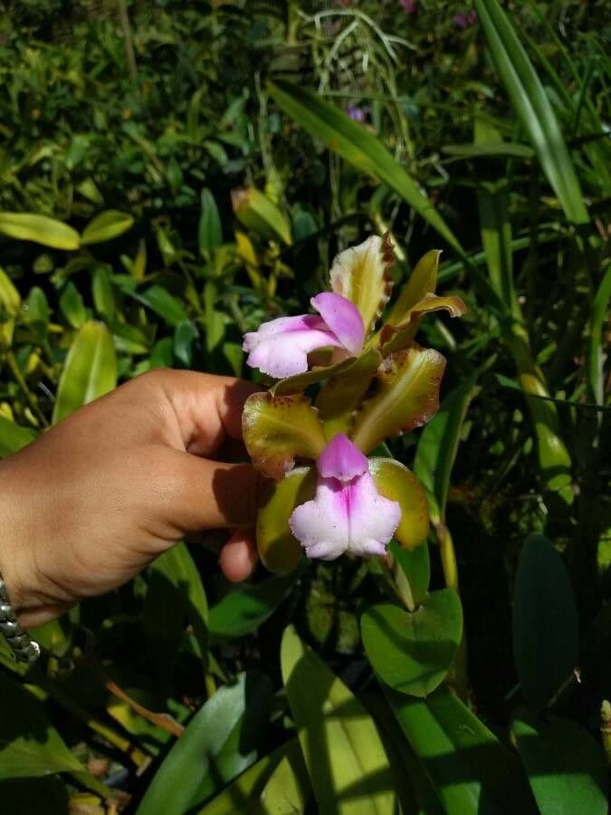 Cattleya 2