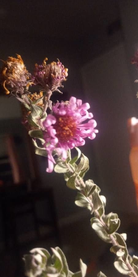 Sand-Aster 4