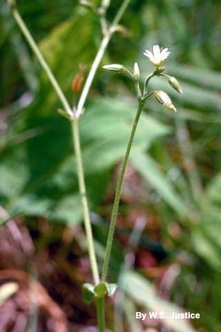 Cerastio pendulo 2