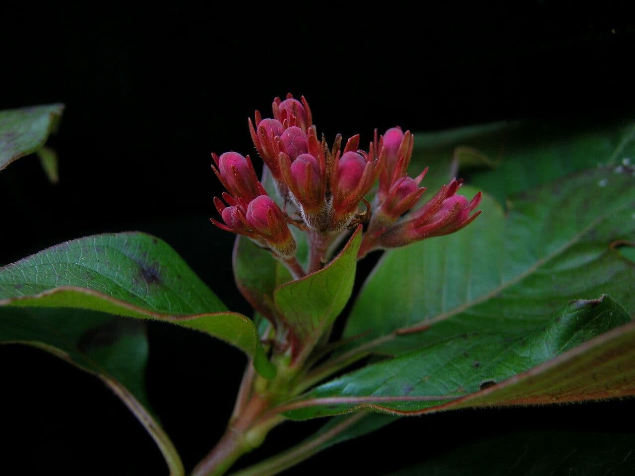 Luculia 8