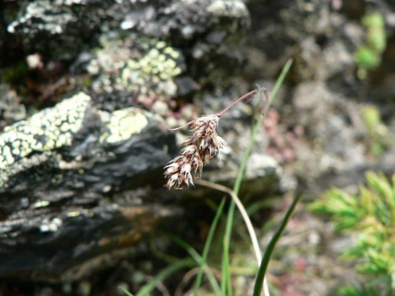 Luzula espigada 10
