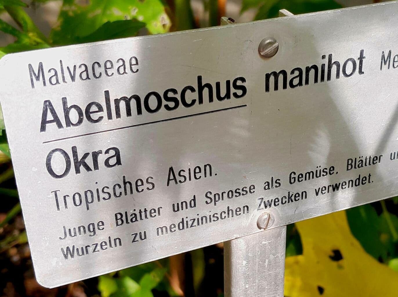 Manihot-Eibisch 16