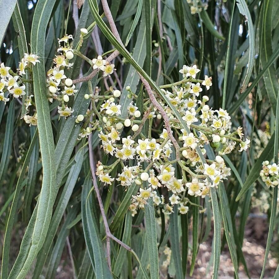 Geijera parviflora 2