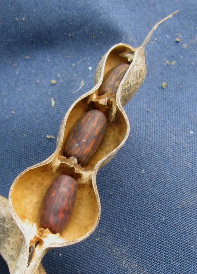 Erythrina bruna 5