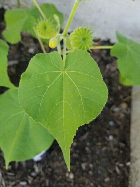 Abutilon 14