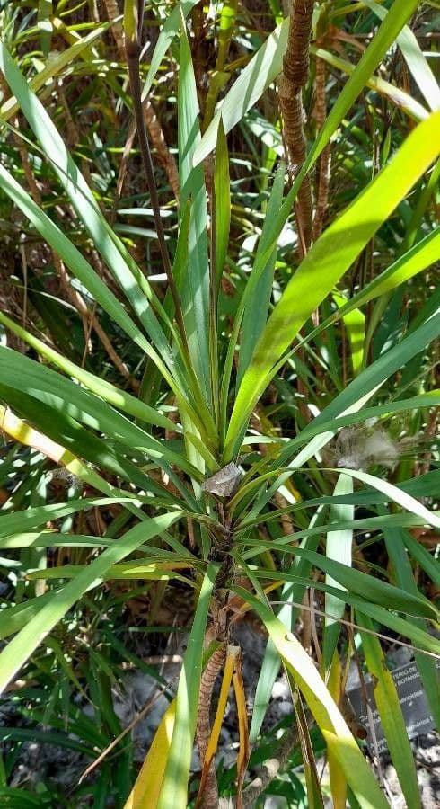 Cordyline 2