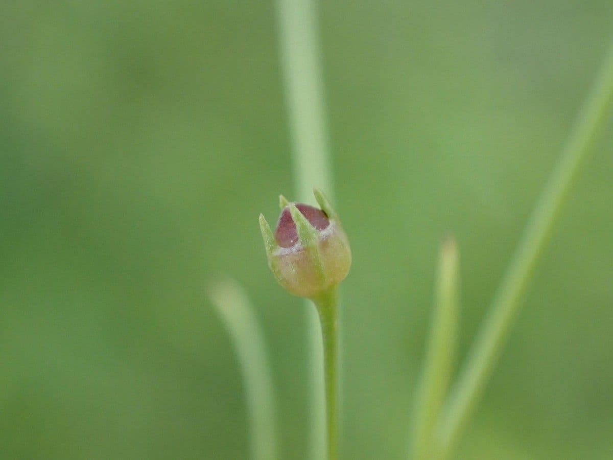 Oldenlandia 2