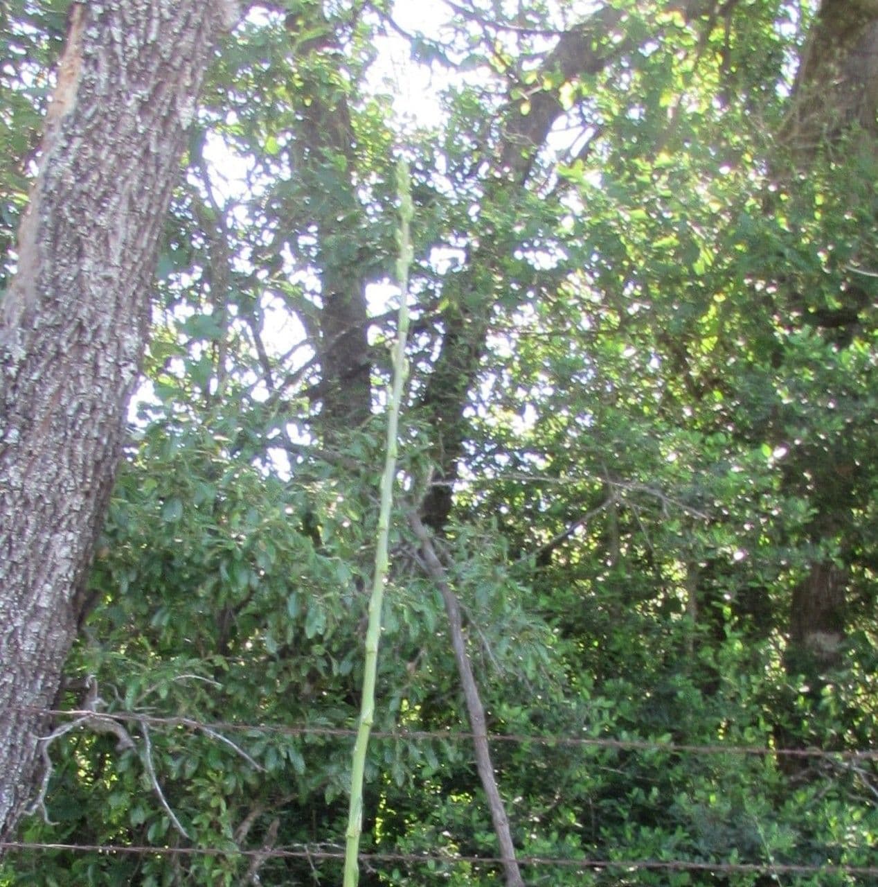 Arkansas-Yucca 3
