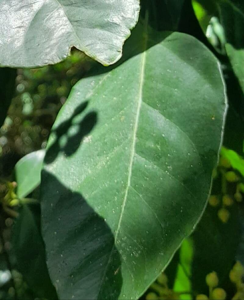 Dendropanax arboreus 16