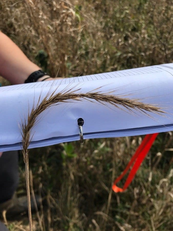 Elymus virginicus 10