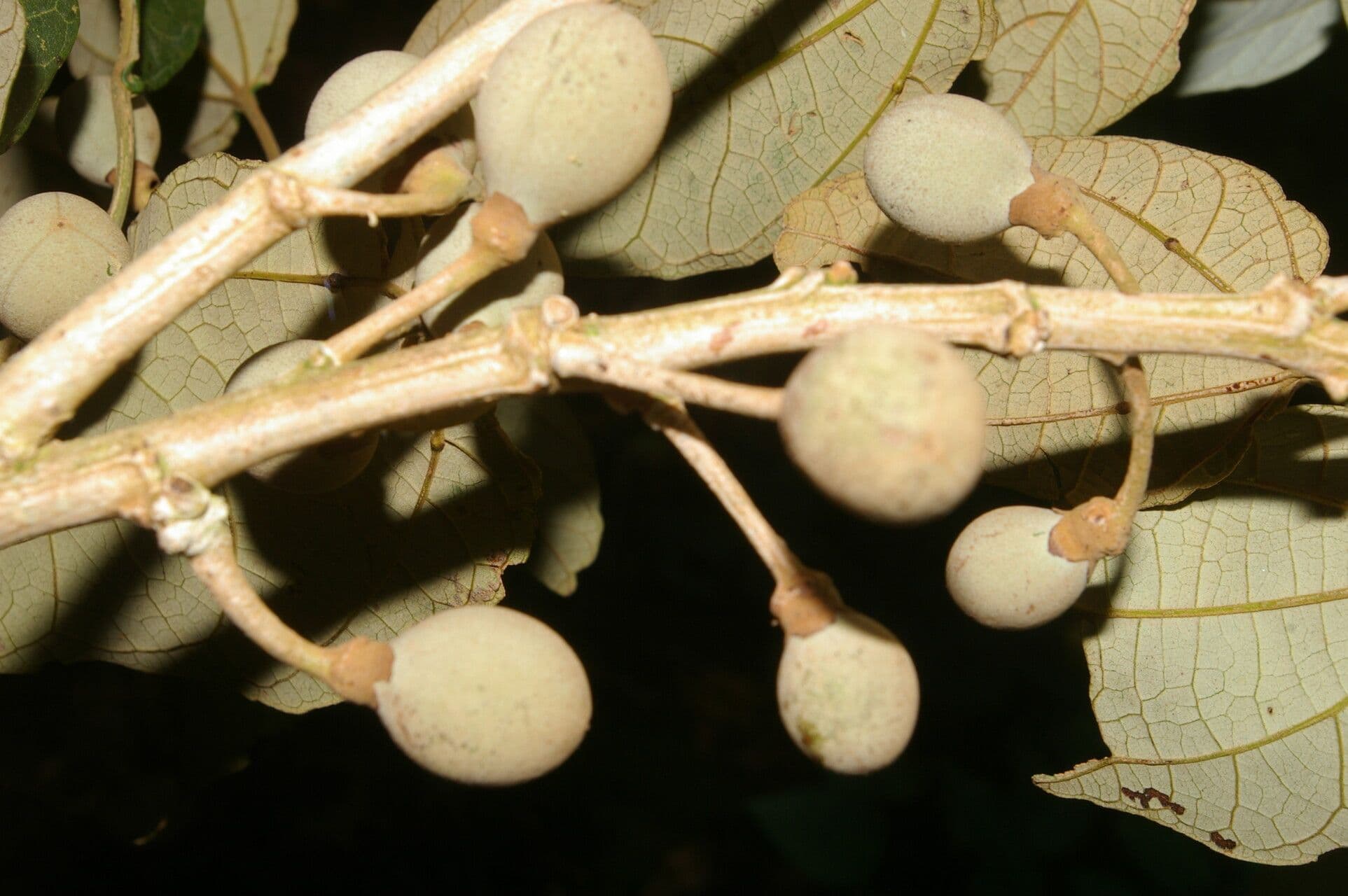Hampea 3