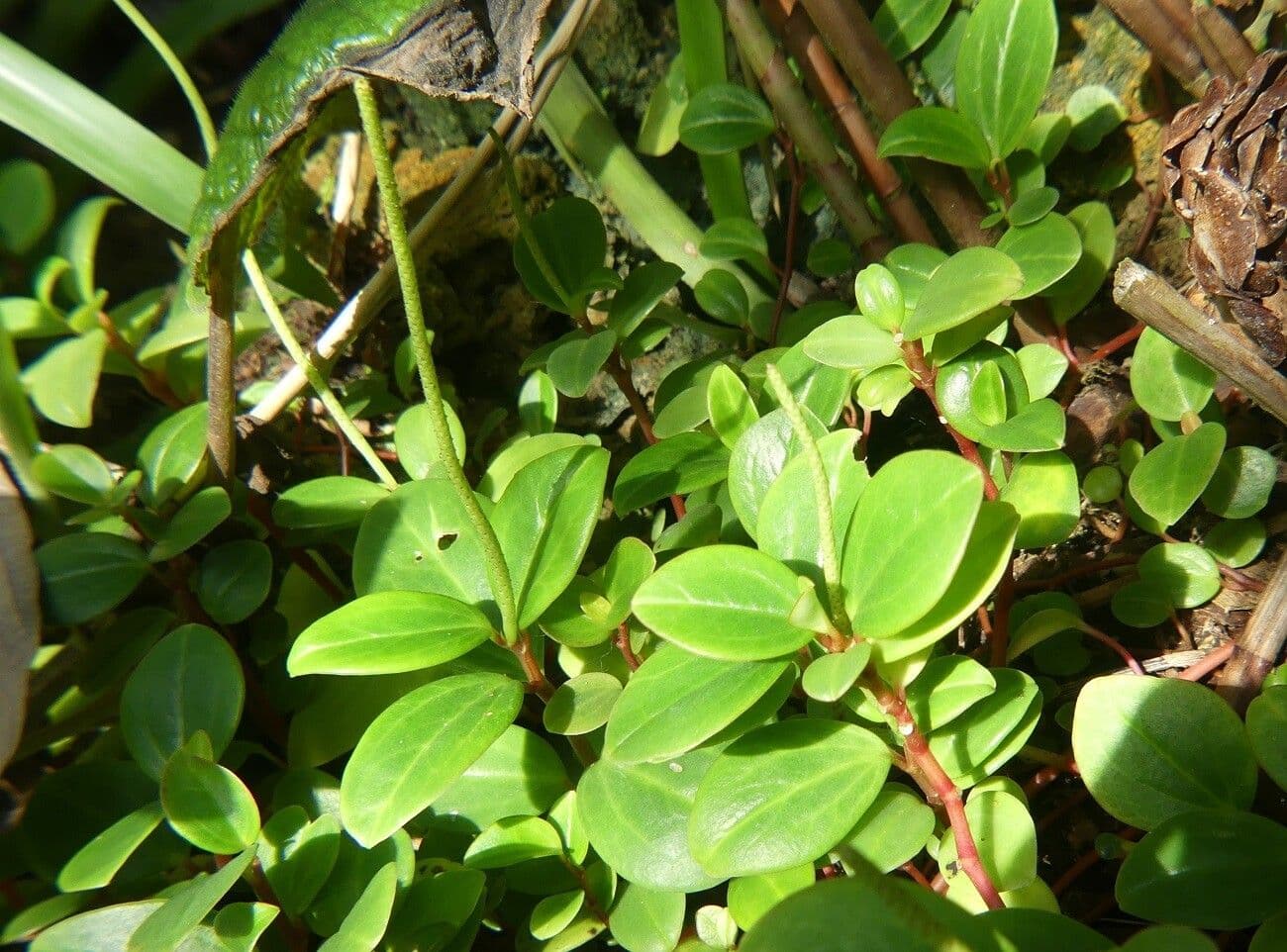 Peperomia glabra 20