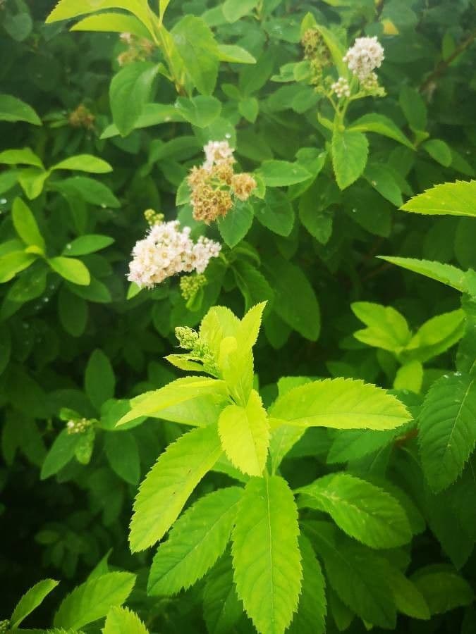 Spirea bianca 28