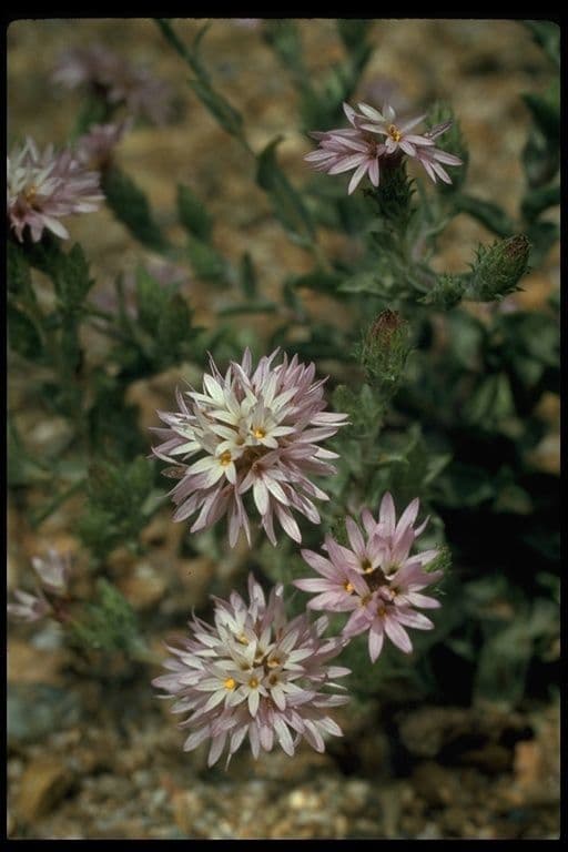 Lessingia lanuginosa