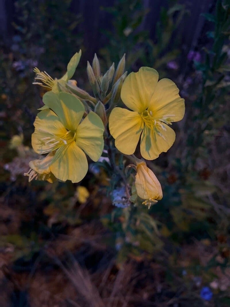Pachnotka Hookera 6