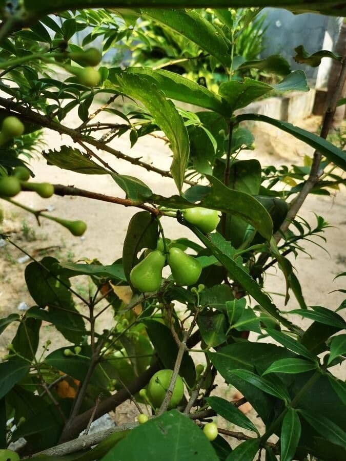 Garcinia 5