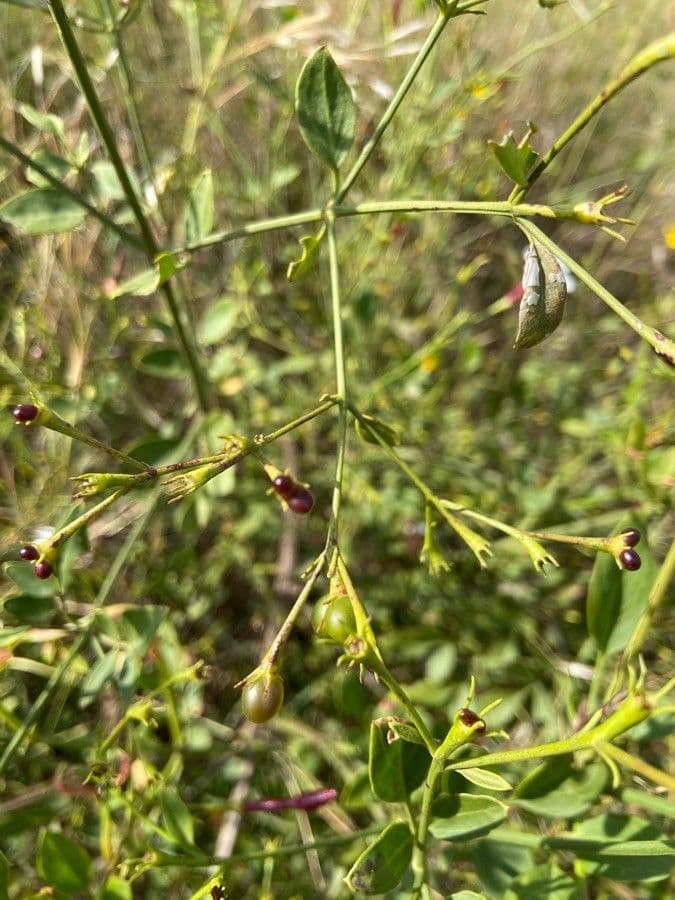 Großblütiger Jasmin 3