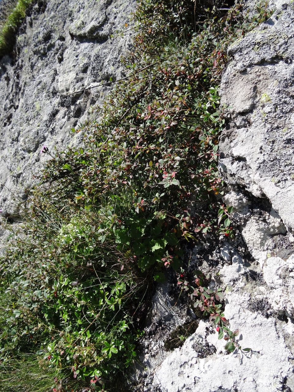 Cotoneaster de hoja entera 13